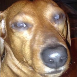 Meet your Posher, Haden